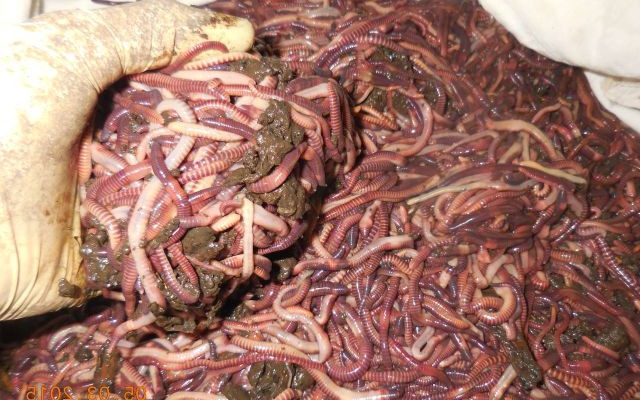Эффективное разведение червей в домашних условиях