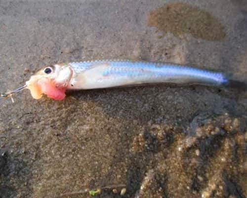 Где встречается рыба пескарь, особенности ее поведения и снасти для ловли