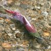 Горбуша – интересные особенности яркого представителя лососевых рыб