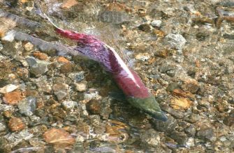Горбуша – интересные особенности яркого представителя лососевых рыб