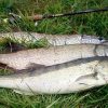 Как ловить судака и строить стратегию рыбалки по сезону