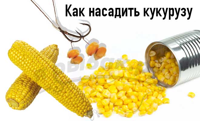 Как насадить кукурузу на крючок разными способами
