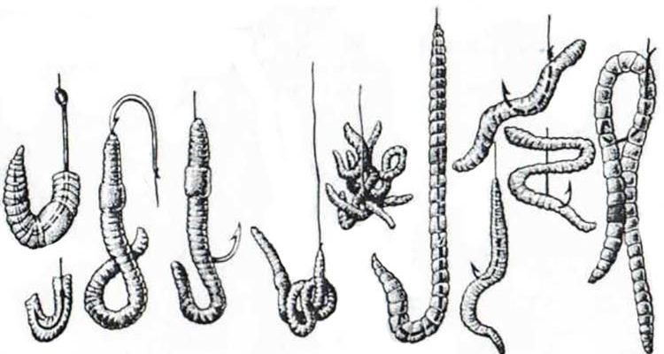 Как правильно насаживать червя