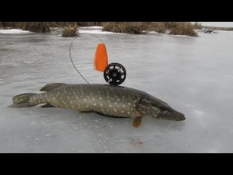 видео рыбалки на жерлицы
