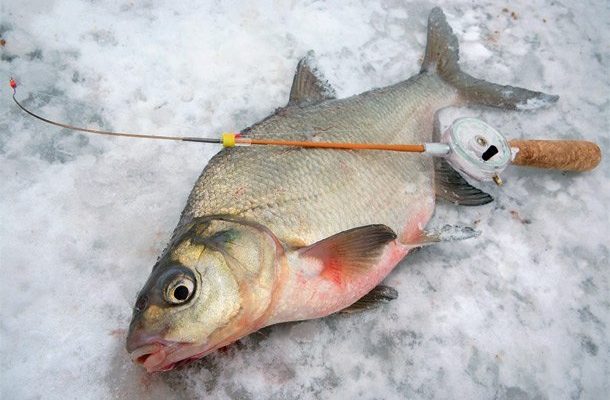 Ловля язя зимой — советы рыбалову