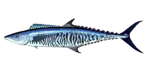 Макрель — морская рыба