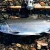Мифы и реалии дальневосточного лосося и его родственников