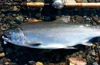Мифы и реалии дальневосточного лосося и его родственников