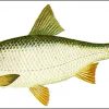Описание внешнего вида рыбы чехонь. наглядная иллюстрация с фото