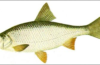 Описание внешнего вида рыбы чехонь. наглядная иллюстрация с фото