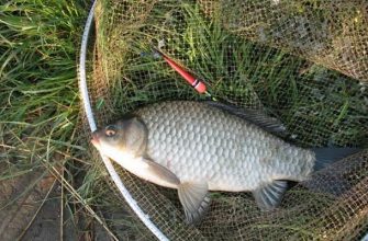 Особенности и секреты рыбалки на карася осенью