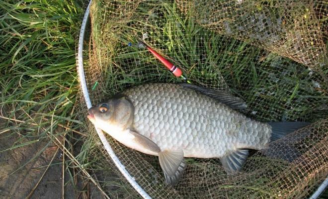 Особенности и секреты рыбалки на карася осенью
