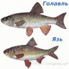 Особенности рыбы язь и отличия от голавля с примерами (фото)