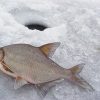 Особенности зимней рыбалки на леща
