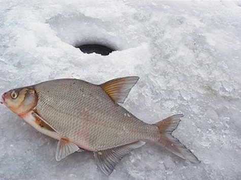 Особенности зимней рыбалки на леща