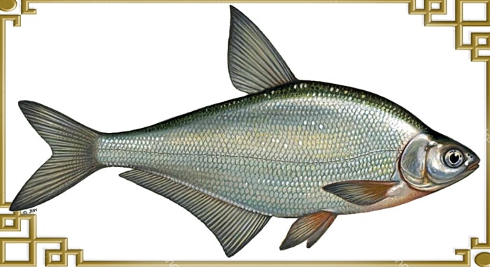 Пресноводная рыба синец, фото и описание
