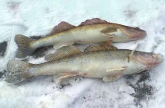 Применение мандулы для ловли судака и других видов хищных рыб