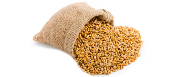 Пшеница и ячмень - дешевые и эффективные наживки