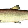 Рыба белорыбица фото и описание вида
