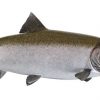 Рыба чавыча – королева лососевого семейства