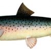 Рыба кумжа фото, описание, особенности ловли