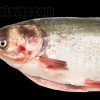 Рыба нельма (белорыбица) - символ ихтиофауны сибири