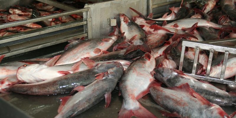 Рыба пангасиус производство и выбор в магазине, фото