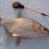 Рыбалка на кольцо со льда зимой