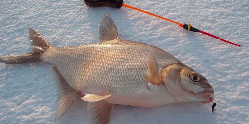 Рыбалка на кольцо со льда зимой