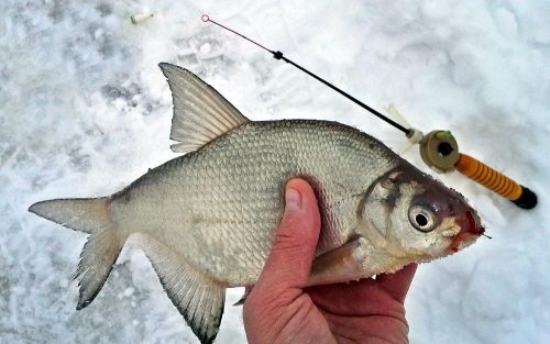 Рыбалка на леща в феврале