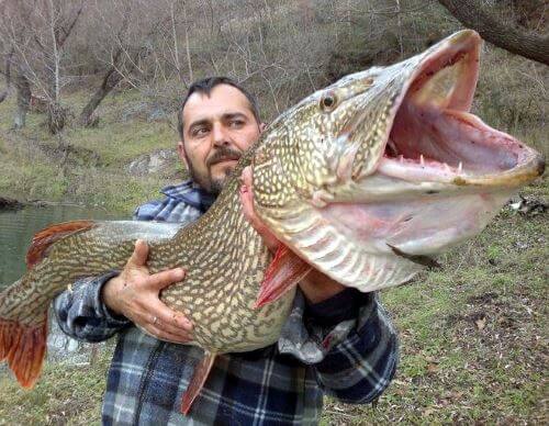 Самая большая щука в мире, ее фото с описанием рыбы
