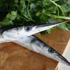 Сарган – интересные факты о рыбе обитающей во многих морях, в том числе у черноморского побережья