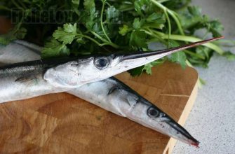 Сарган – интересные факты о рыбе обитающей во многих морях, в том числе у черноморского побережья