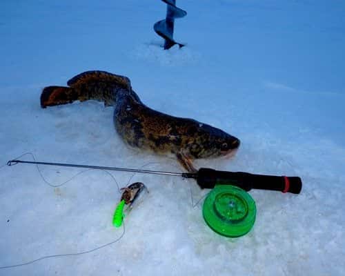 Секреты рыбалки на налима зимой