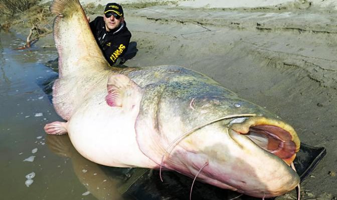 Сом людоед факты об этой гигантской рыбе, фото и видео