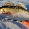 Зимняя рыбалка на судака и выбор подходящих снастей