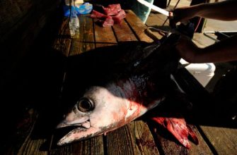Американский рыбак нашел в рыбе мужские гениталии