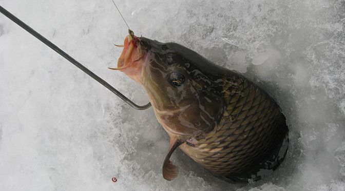 Что нужно знать о зимней рыбалке на карпа