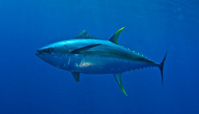 5 самых дорогих рыб в мире
