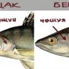 Чем рыба берш отличается от мелкого судака фото