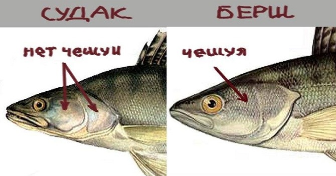 Чем рыба берш отличается от мелкого судака фото