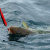 Как рыбачить на Белом море: особенности ловли и советы
