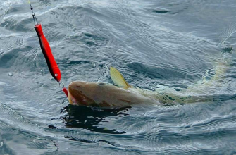 Как рыбачить на Белом море: особенности ловли и советы