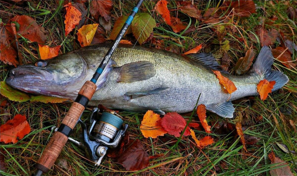 Осенняя рыбалка на озерах: на что ловить, какие виды рыб и где искать