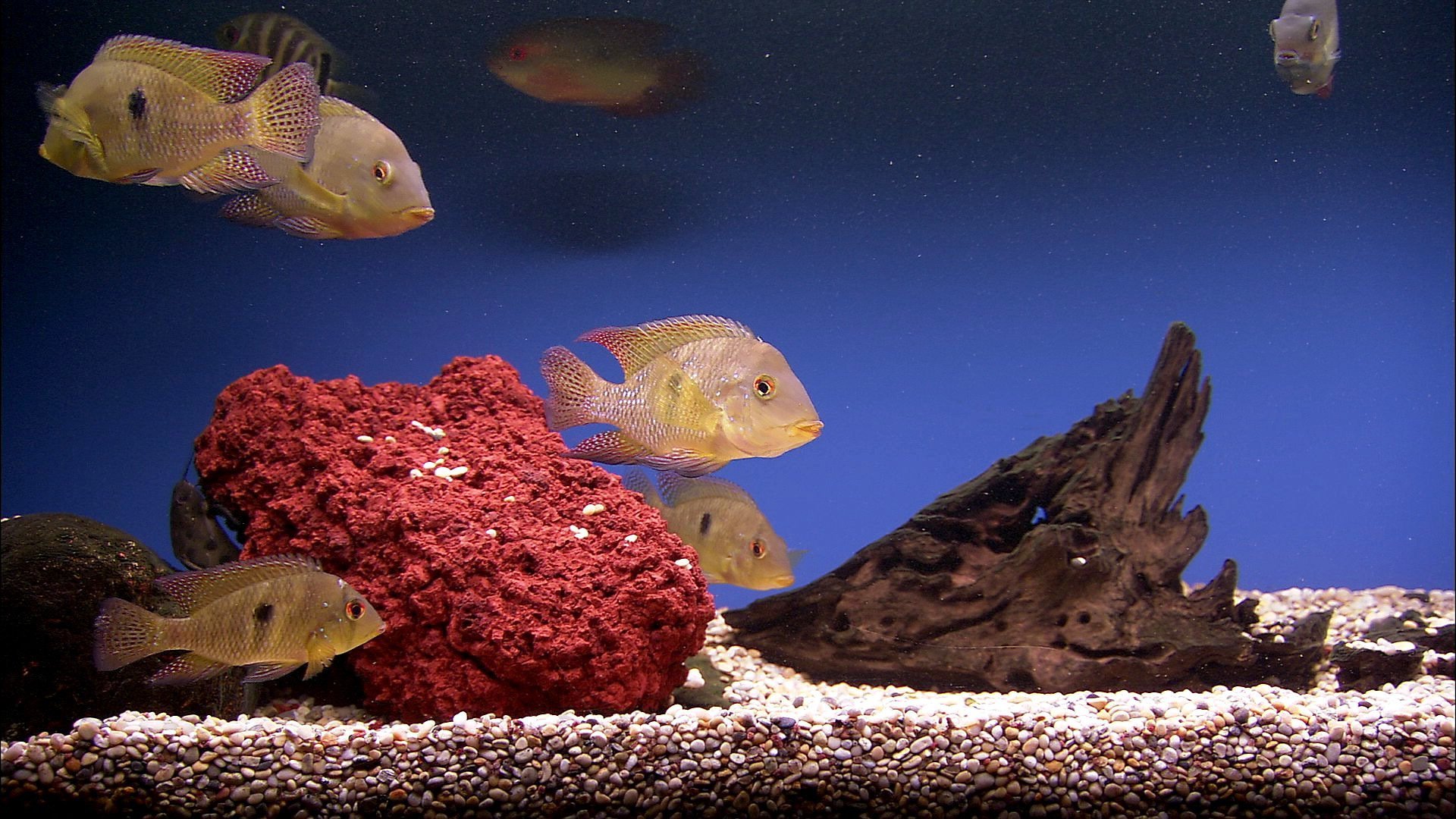 Как обеспечить здоровье и благополучие аквариумных рыб?